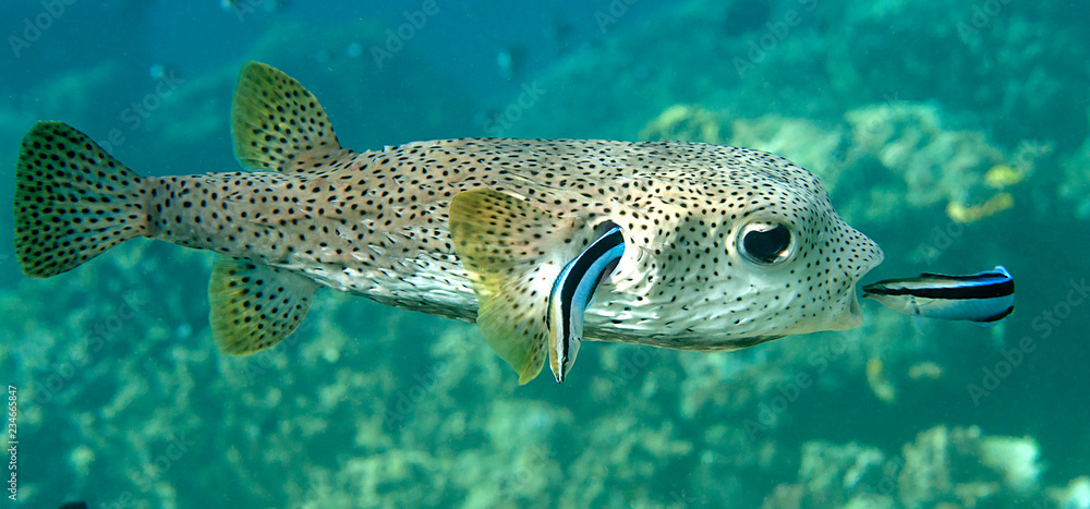 FIFO, porcupine pufferfish (diodon hystrix) being cleaned by two cleaner  fish (labroides dimidiatus) at cleaning station , Bali, Indonesia Stock  Photo | Adobe Stock
