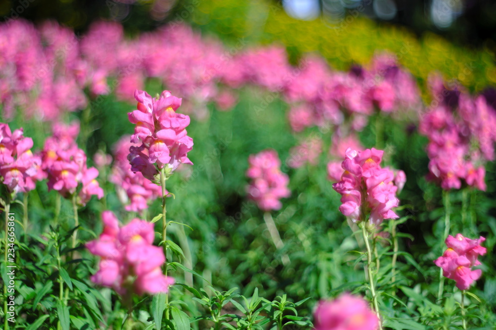 
Pink flowers in garden