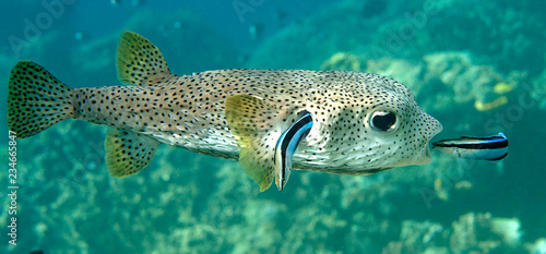 FIFO, porcupine pufferfish (diodon hystrix) being cleaned by two cleaner fish (labroides dimidiatus) at cleaning station , Bali, Indonesia photo