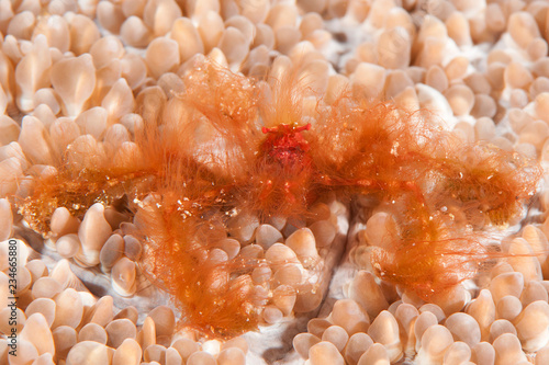 Orang-utan crab ( Achaeus japonicus ) crawls on coral of   Bali, Indonesia   photo