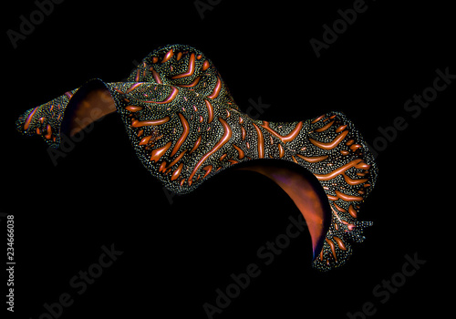 Persian carpet flatworm ( Pseudobiceros bedfordi ) swimming at night over coral reef of  Bali, Indonesia