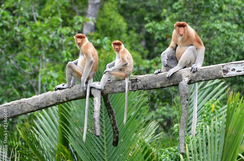 Nasenaffen, Sabah, Borneo - Malaysia