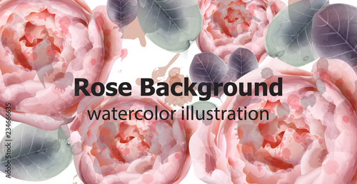 Peony flowers background Vector watercolor. Botany colorful floral decors