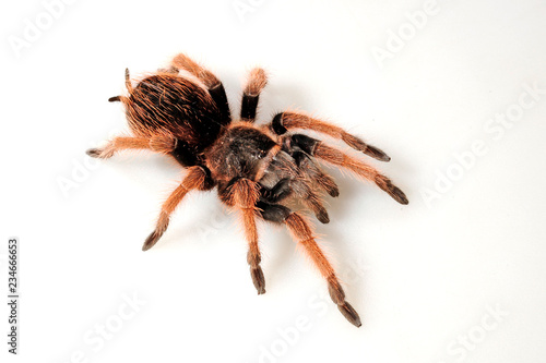 Mexikanische Vogelspinne (Brachypelma klaasi) - Mexican pink tarantula photo