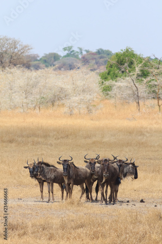 Wildebeest looking in the Serengeti, Tanzania © Mark Roper