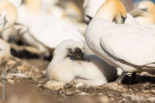 Northern Gannet (Morus bassanus) resting with parent bird at breeding colony,  Bass Rock, Scotland, United Kingdom photo