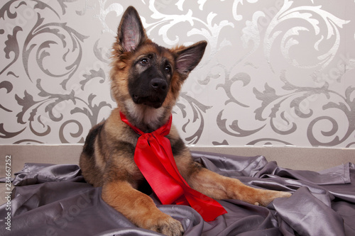 The Lovely German Shepherd Dog with the Red Ribbon. 