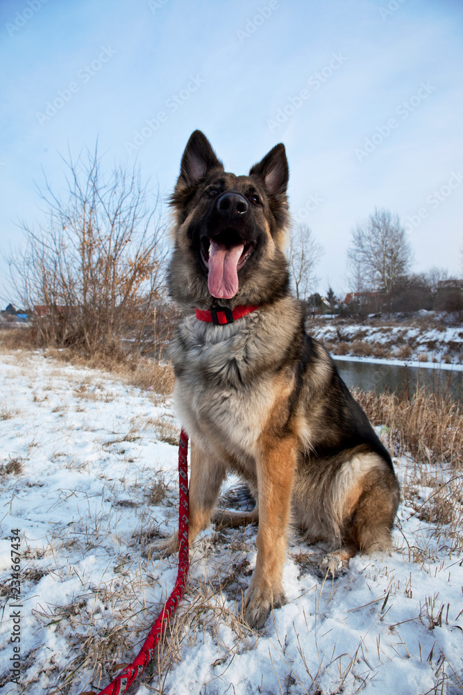 German Shepherd in the Outdoor, Winter Time The Portrait of the German Shepherd in the Winter Time German Shepherd in the Outdoor, Winter Time The Portrait of the German Shepherd in the Winter Time