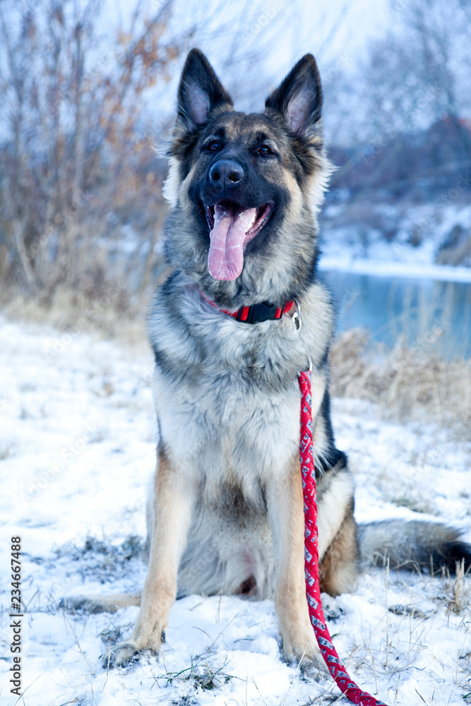 German Shepherd in the Outdoor, Winter Time The Portrait of the German Shepherd in the Winter Time German Shepherd in the Outdoor, Winter Time The Portrait of the German Shepherd in the Winter Time