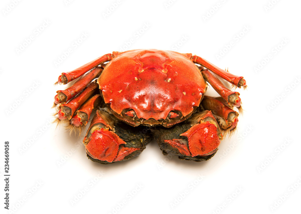 Cooked Chinese hairy crab isolated on white