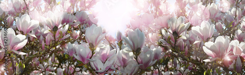 Beautiful magnolia in bloom banner
