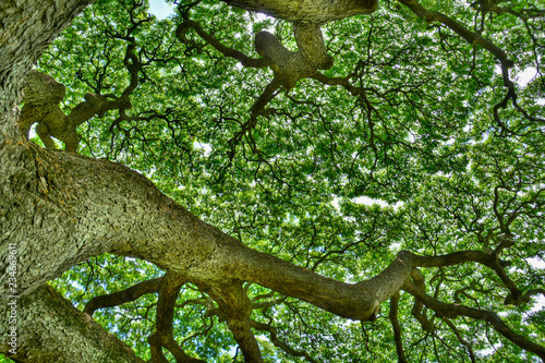 The vitality of the tree