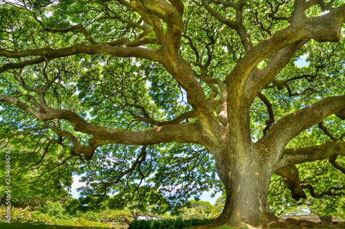 The vitality of the tree