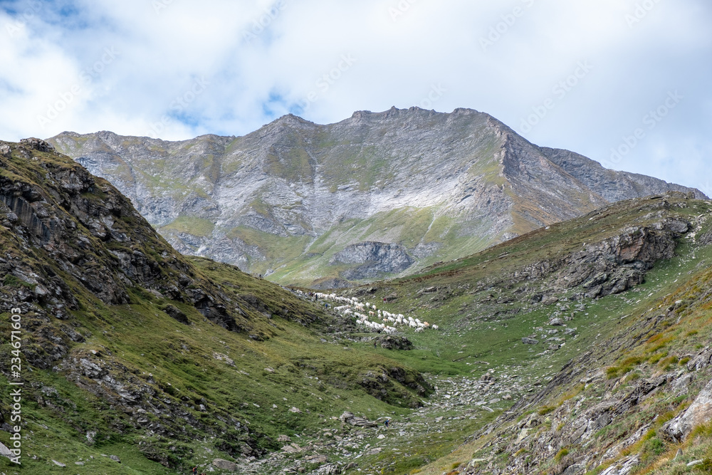 Fototapeta premium piedmont white cows in italian valley mountains