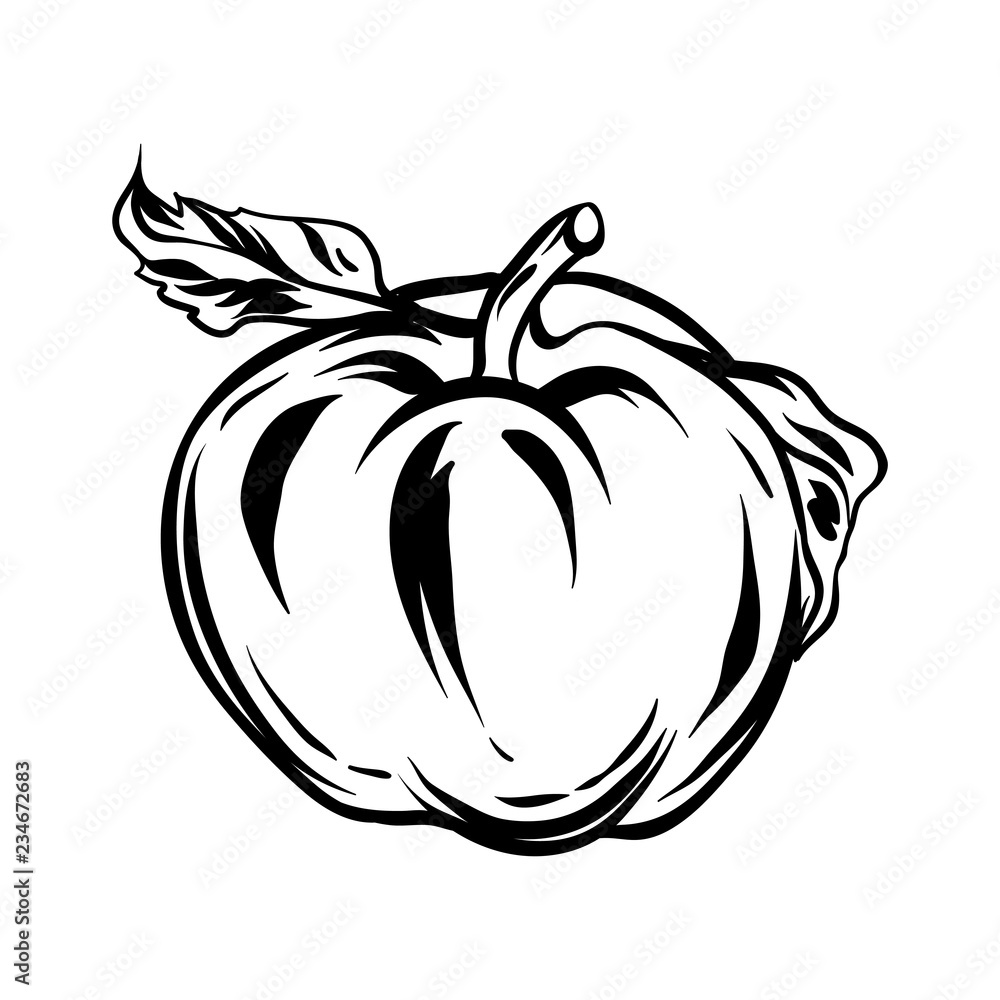 Illustration of apple. Illustration of apple.