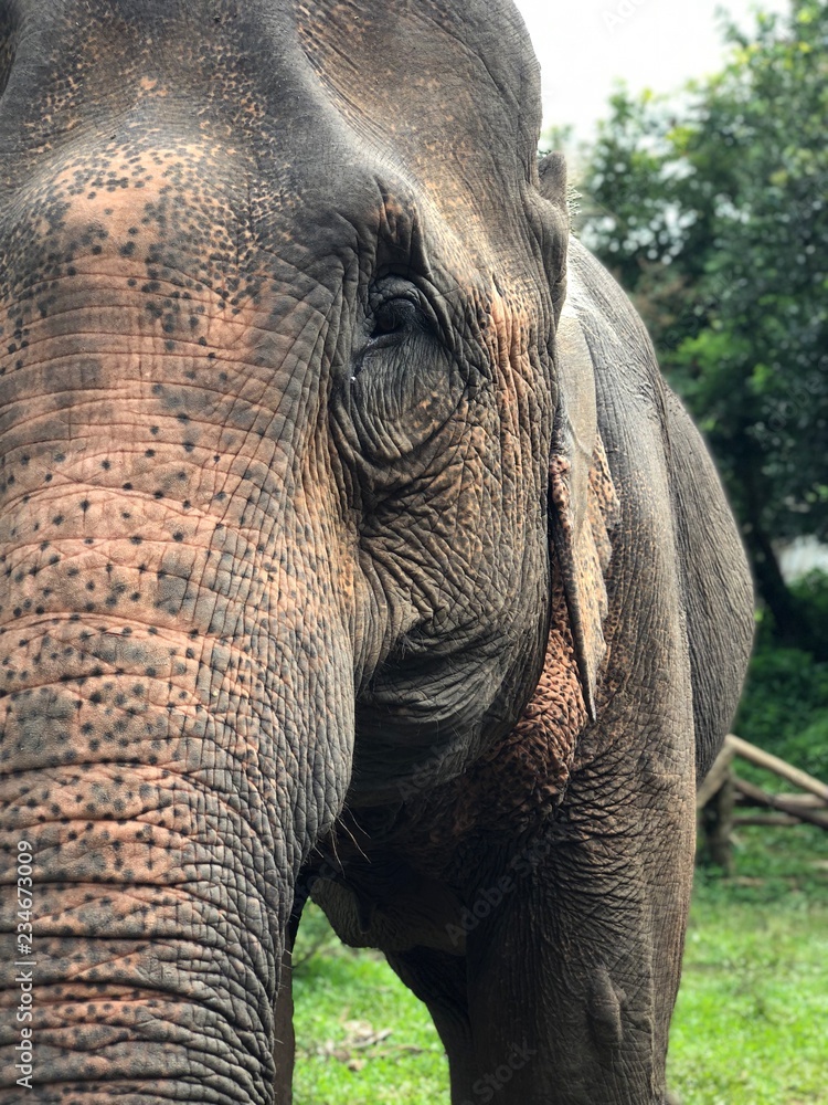 Fototapeta premium Elephant portrait close-up