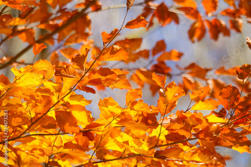 golden shining beech leaves are illuminated by the sun
