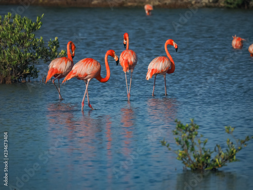 Flamingos at the Jan Kok Salt Pans on the Caribbean Island of Curacao © Gail Johnson