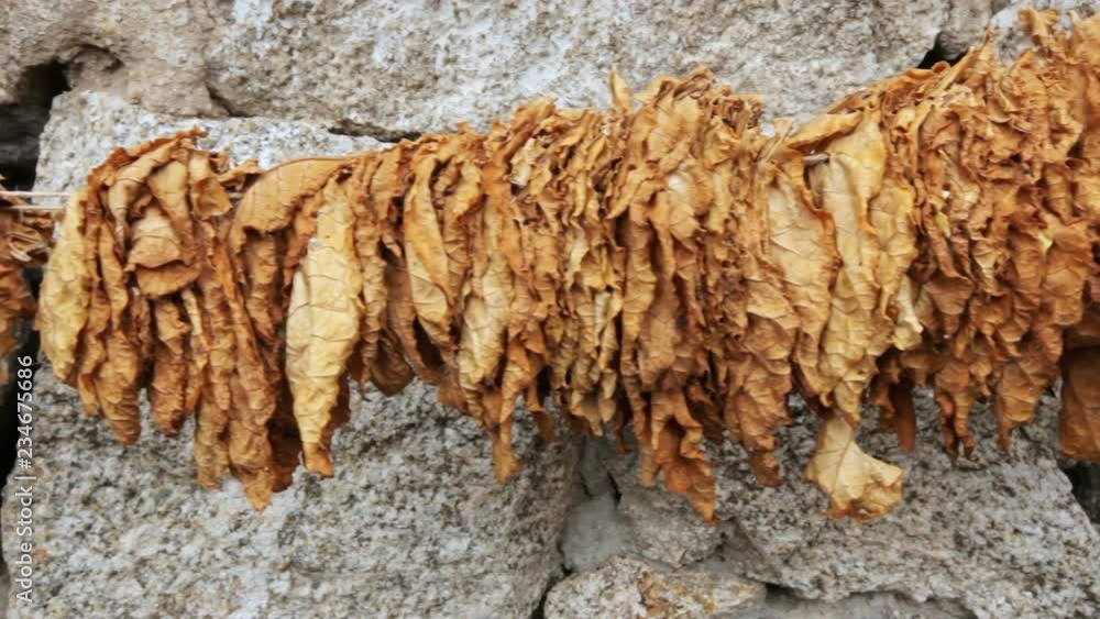 tobacco leaves dry on an old stone wall in a village in Macedonia tobacco leaves dry on an old stone wall in a village in Macedonia