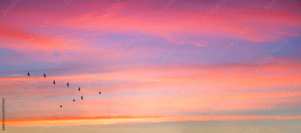 Migratory birds flying in the shape of v on the cloudy sunset sky. Sky and clouds with effect of pastel colored. - obrazy, fototapety, plakaty 