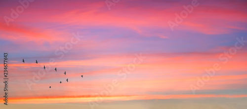Migratory birds flying in the shape of v on the cloudy sunset sky. Sky and clouds with effect of pastel colored.