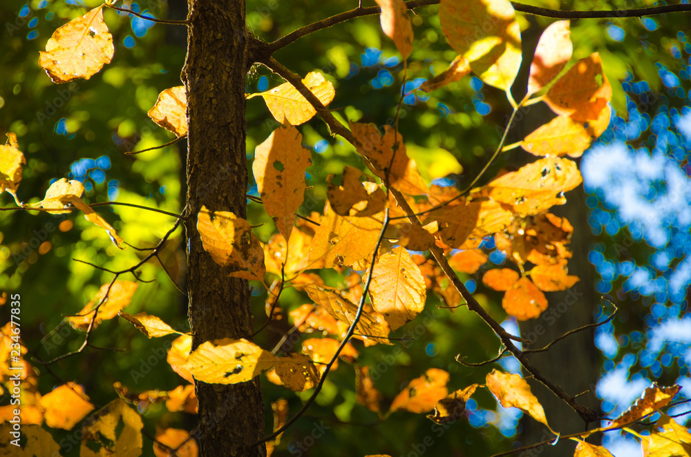 Fototapeta premium Spectacular Fall Colors