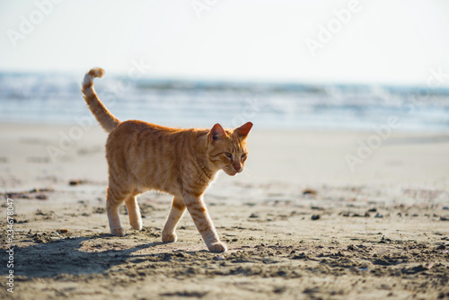 Fototapeta Naklejka Na Ścianę i Meble -  Cute red kitten on the sand of the beach at sunrise on the sea wave background.
