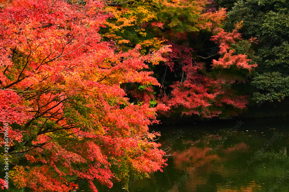高岡古城公園の紅葉