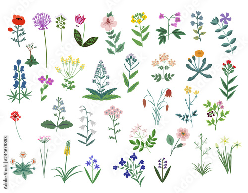 Vector flowers set