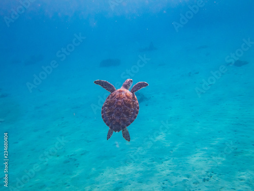 Swimming with Turtles at Westpunt on the Island of Curacao in the Caribbean