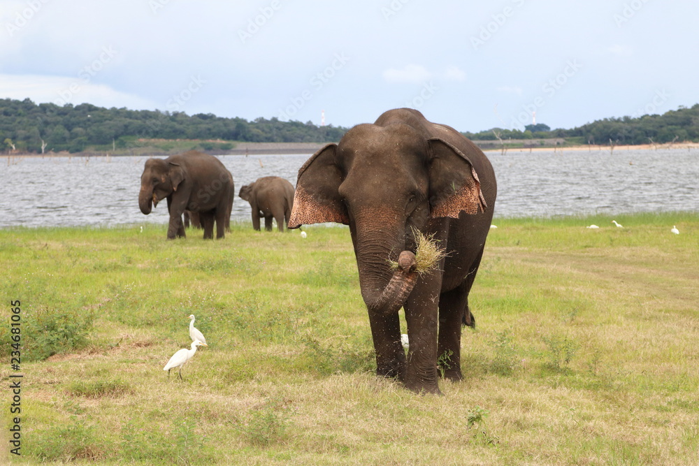 wild elephant picking up some grass and swinging it with its trunk, at Kaudulla National Park, Sri Lanka wild elephant picking up some grass and swinging it with its trunk, at Kaudulla National Park, Sri Lanka