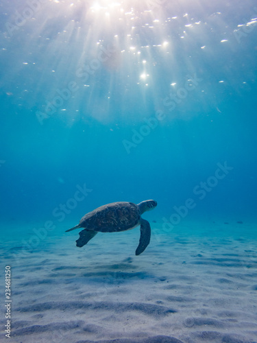 Swimming with Turtles  at Westpunt on the Island of Curacao in the Caribbean © Gail Johnson