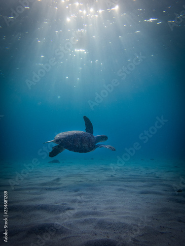 Swimming with Turtles at Westpunt on the Island of Curacao in the Caribbean