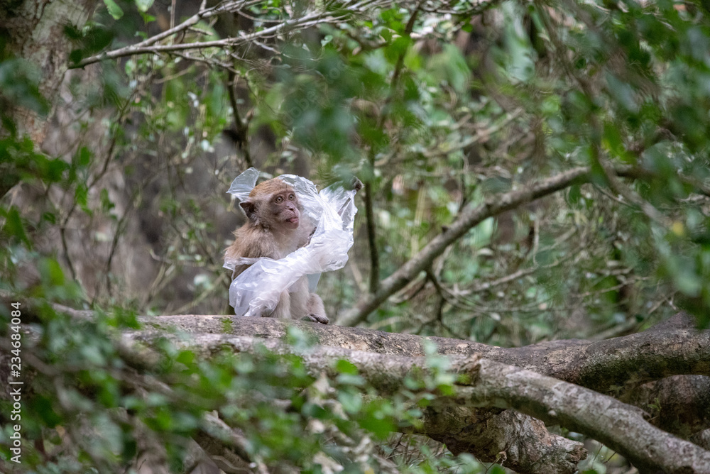 Monkey is trapped in a plastic bag.