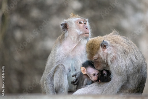 Exotic asian animals. Cute monkeys family.