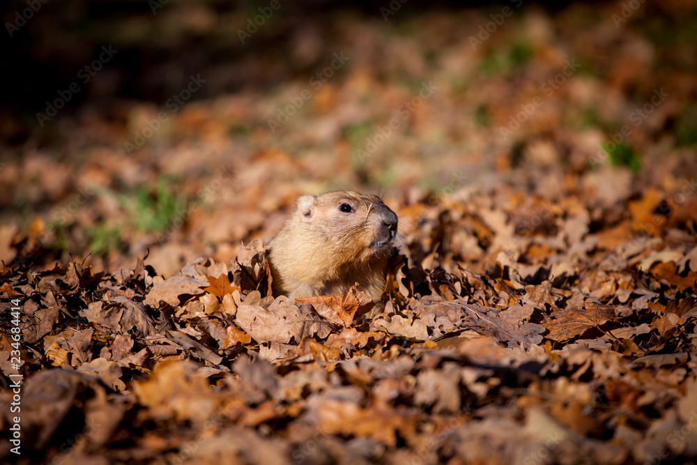 The bobak or steppe marmot in autumn park The bobak or steppe marmot in autumn park