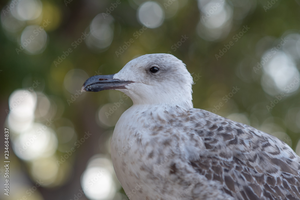 Möwen Portrait