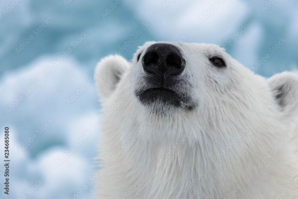 Fototapeta premium Polar bear's (Ursus maritimus) head close up