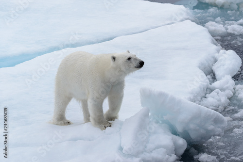 Wild polar bear on pack ice in Arctic sea