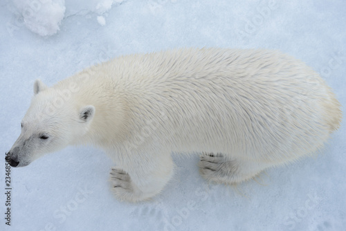 Wild polar bear on pack ice in Arctic sea from top, aerial view