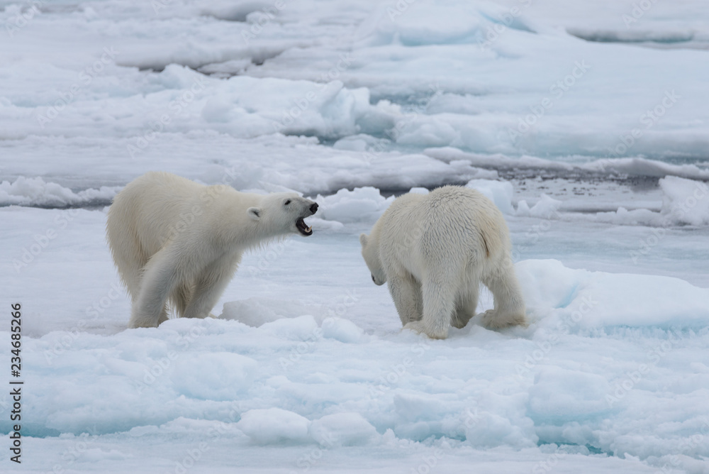 Two young wild polar bears playing on pack ice in Arctic sea Two young wild polar bears playing on pack ice in Arctic sea
