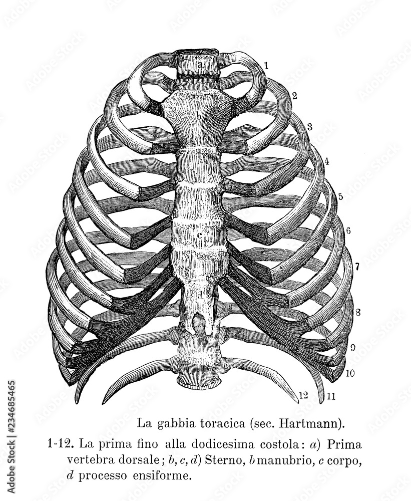 Vintage illustration of anatomy, human rib cage skeletal structure with