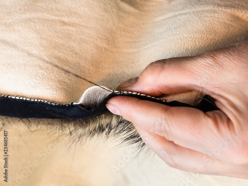 furrier stitches fur pelts using a tape close up