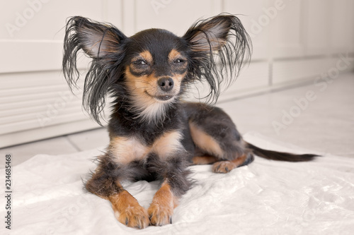 Russian Toy Terrier Cane Giocattolo Piccolo photo