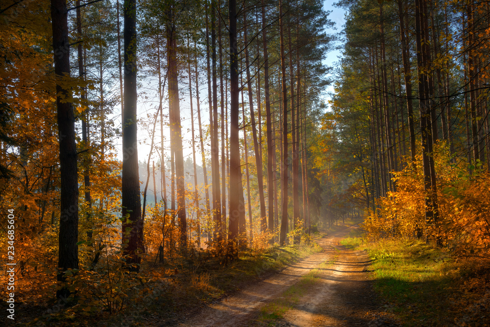 Fototapeta Droga przez las jesienią. Mazury, Polska.