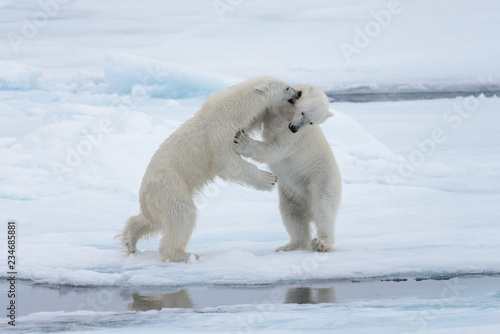 Two young wild polar bears playing on pack ice in Arctic sea, north of Svalbard © Alexey Seafarer