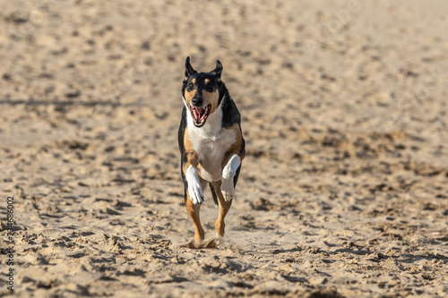 Dog running on sand © Marja