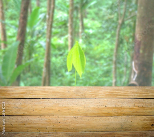 tree on wooden background