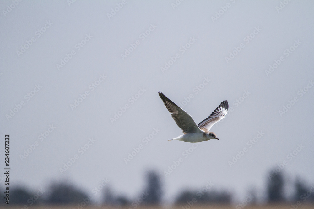 Fototapeta premium Southern Royal Albatross