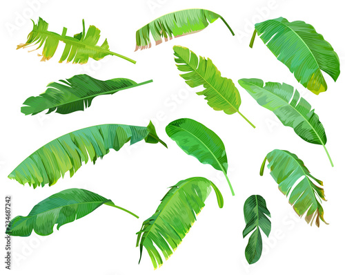 Set of banana leaves